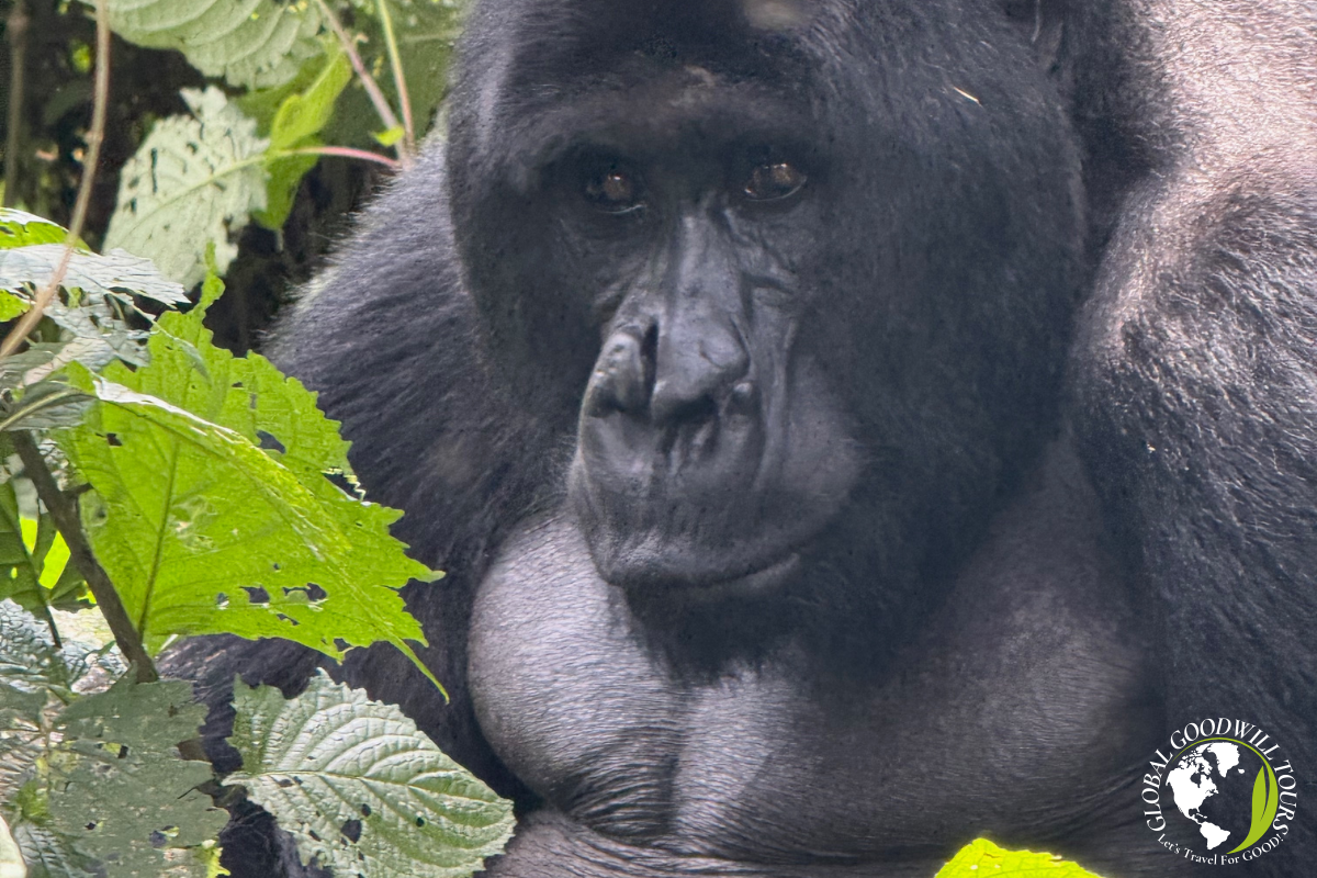 Uganda